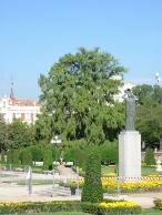 Ahuehuete el árbol más viejo de Madrid